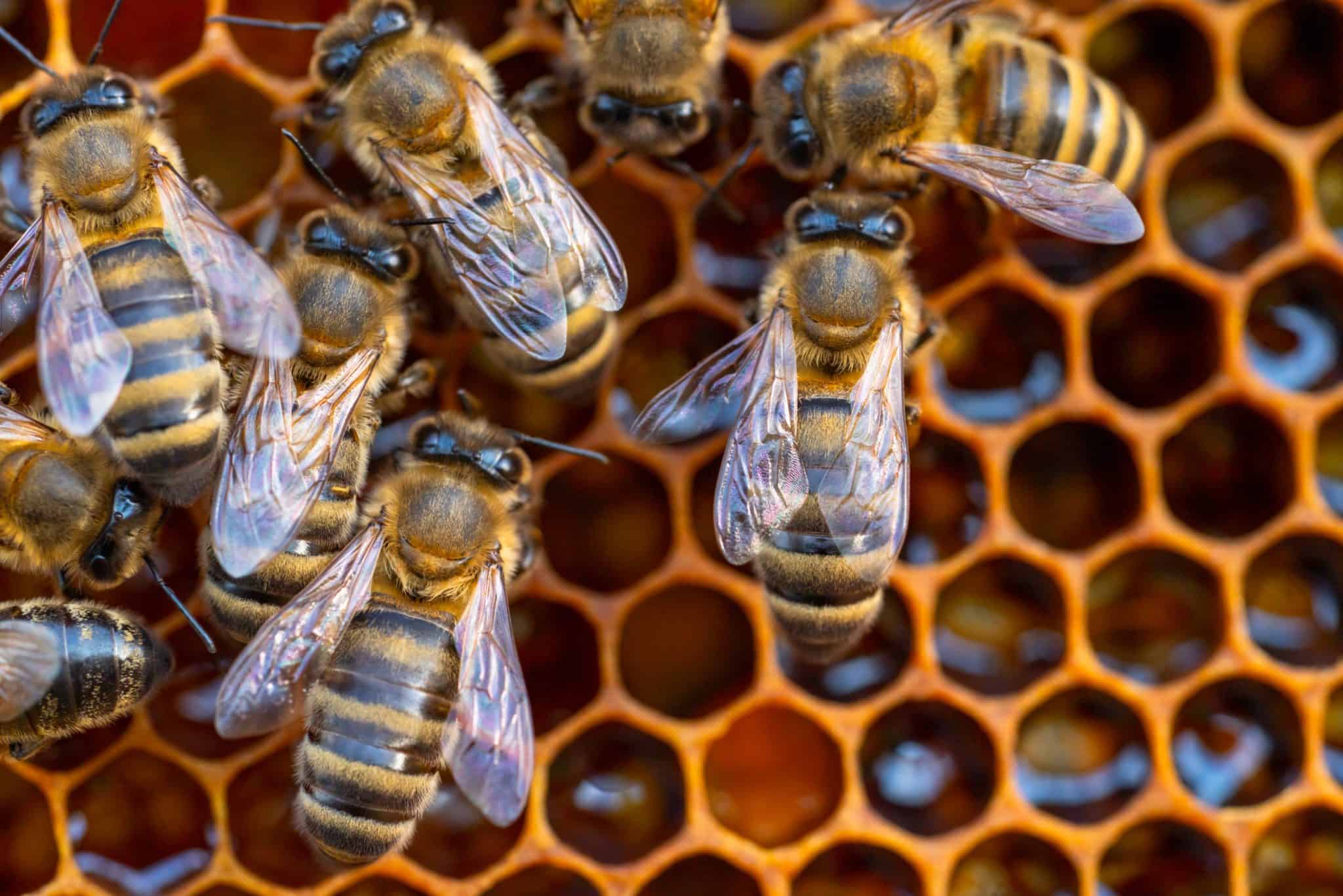 Love bees but need to relocate