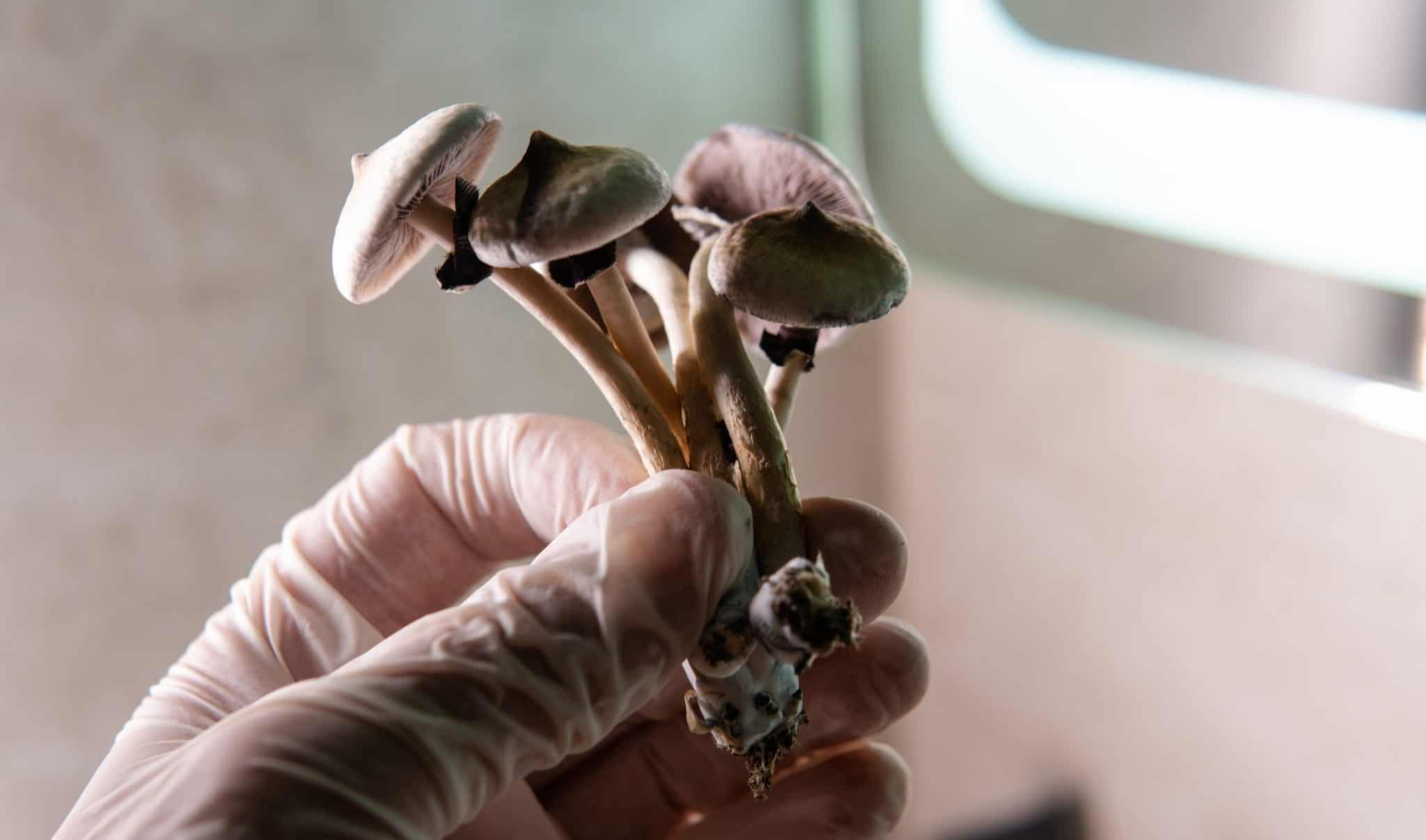 A single dose of psilocybin ga