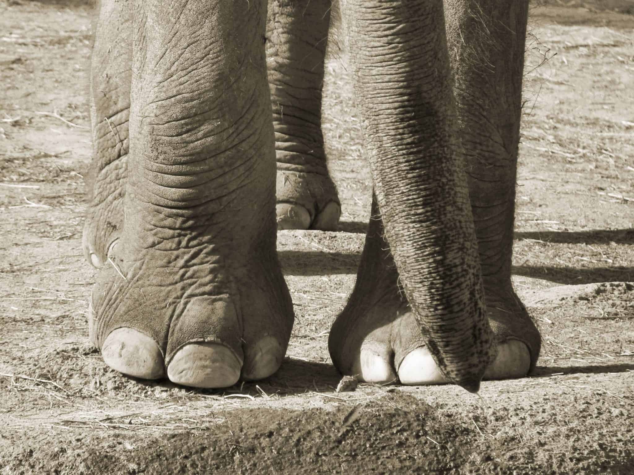 Julie and Kariba: two elephant