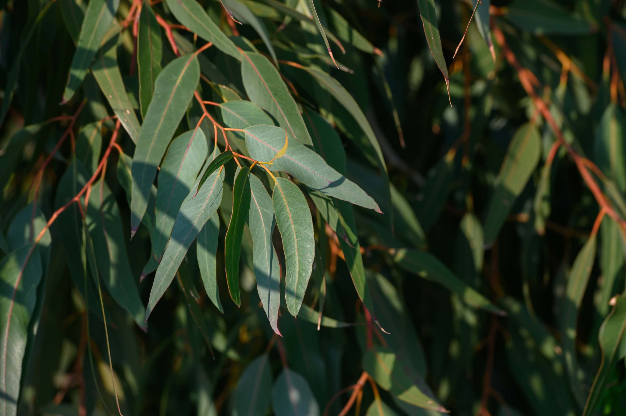 This eucalyptus-based hoodie c
