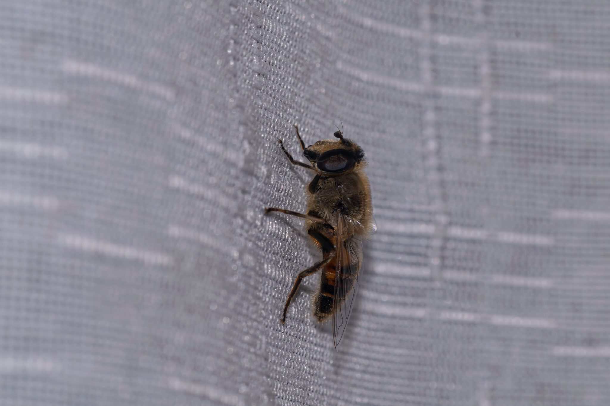 Close-up of a honeybee clinging to gray textured fabric on a pale surface.