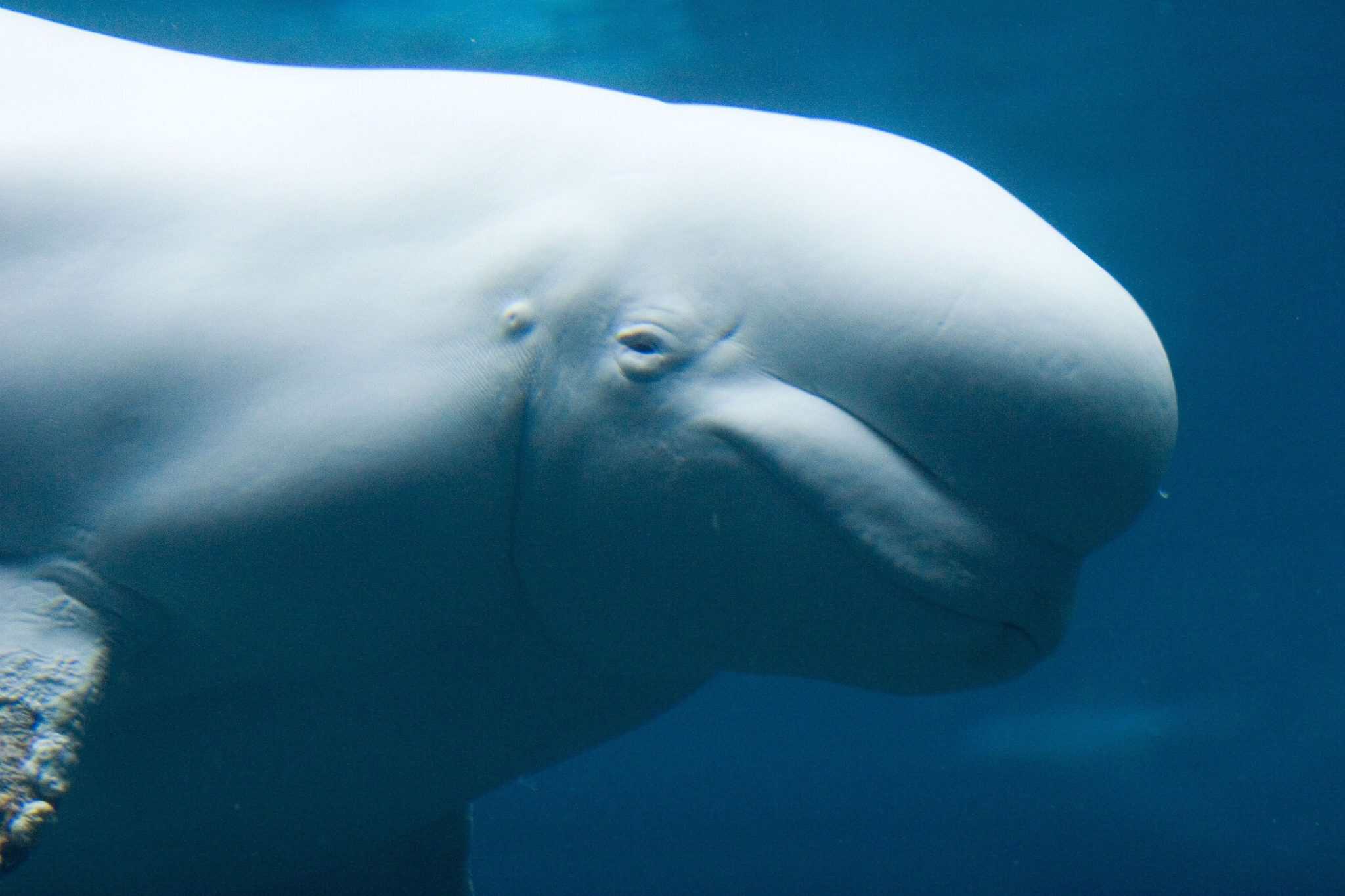 Close-up of a white beluga whale swimming underwater with a blue backdrop.