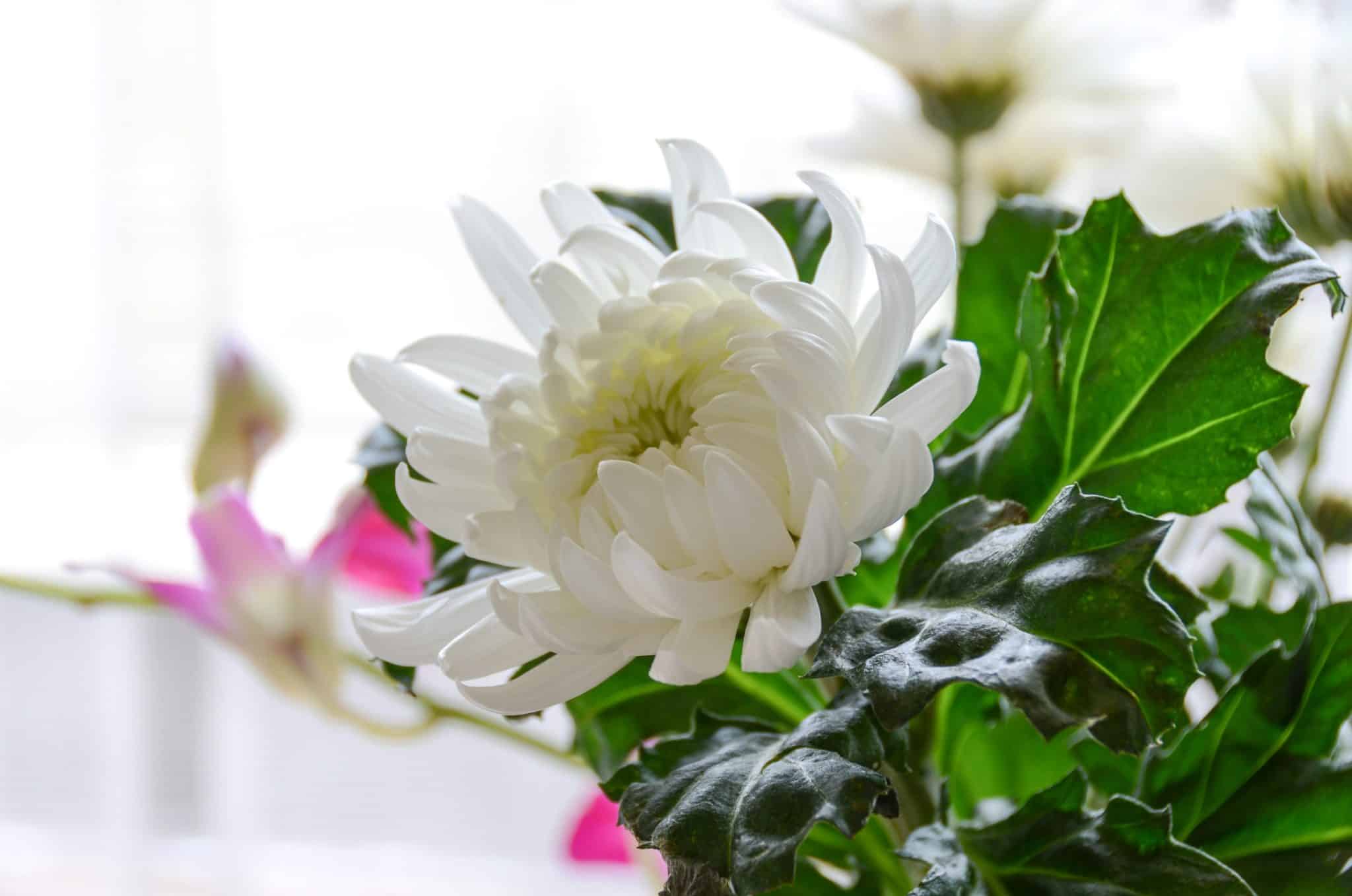 Scotland legalizes water crema