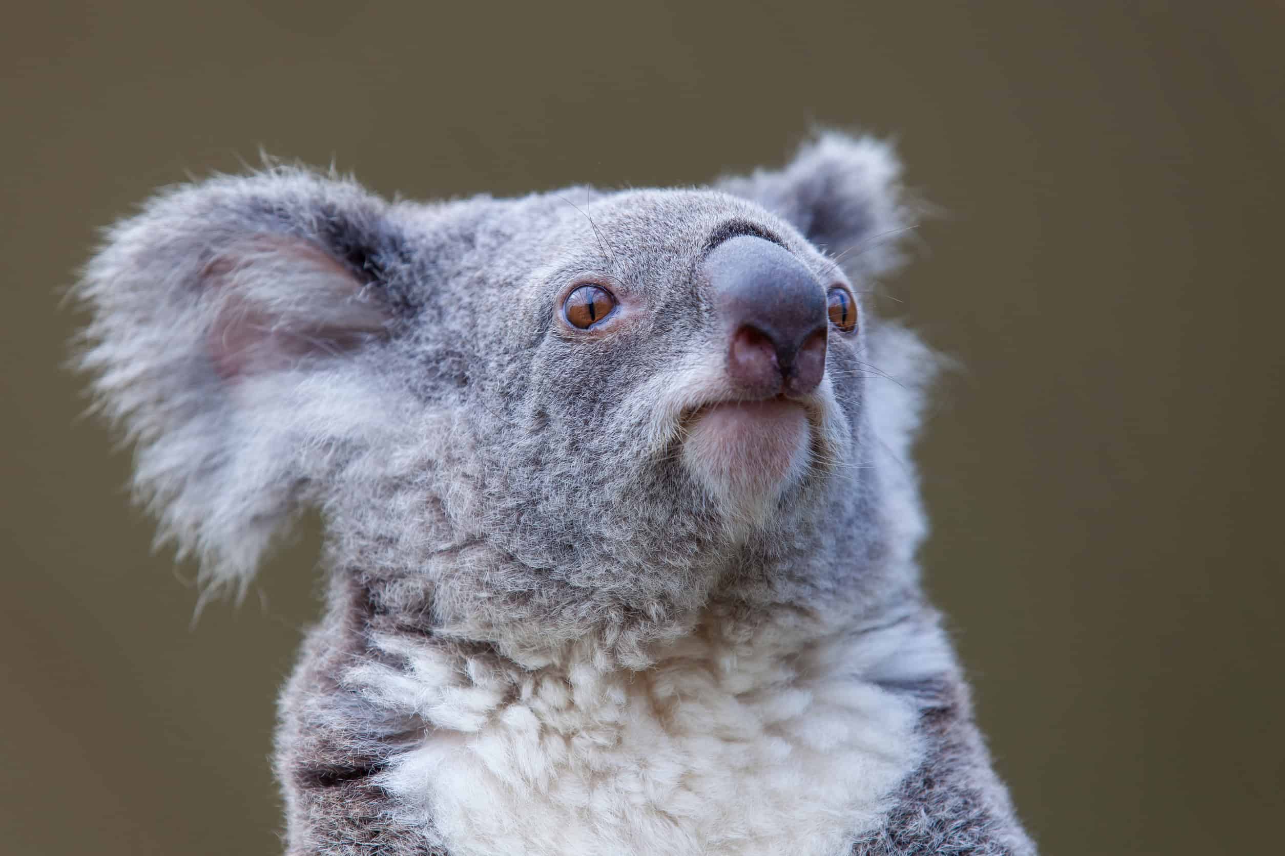 Koala comeback: new national p