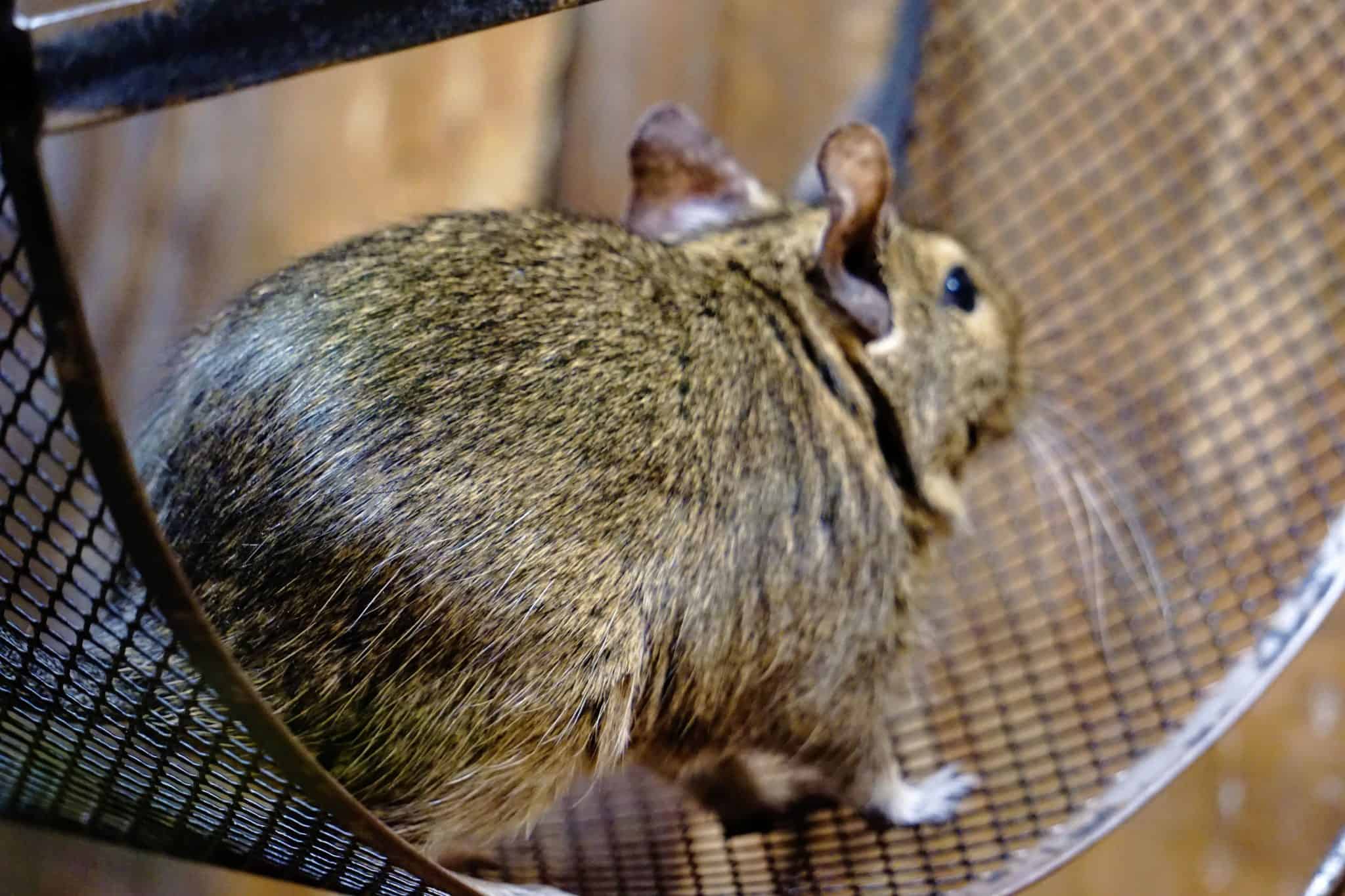 Close-up of a grey rabbit with ears upright inside a wire cage.