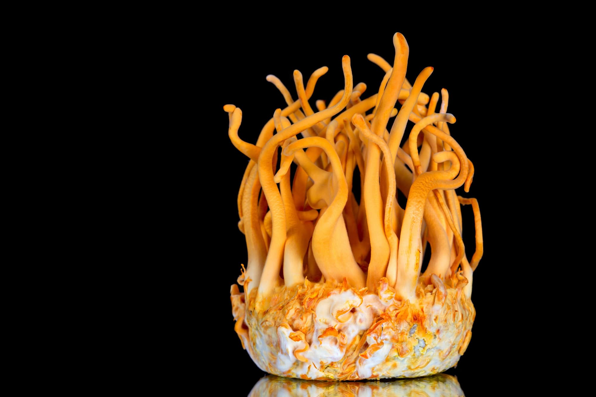 Close-up of orange coral-like fungus with slender, curling tendrils emerging from a mottled base against a black background.