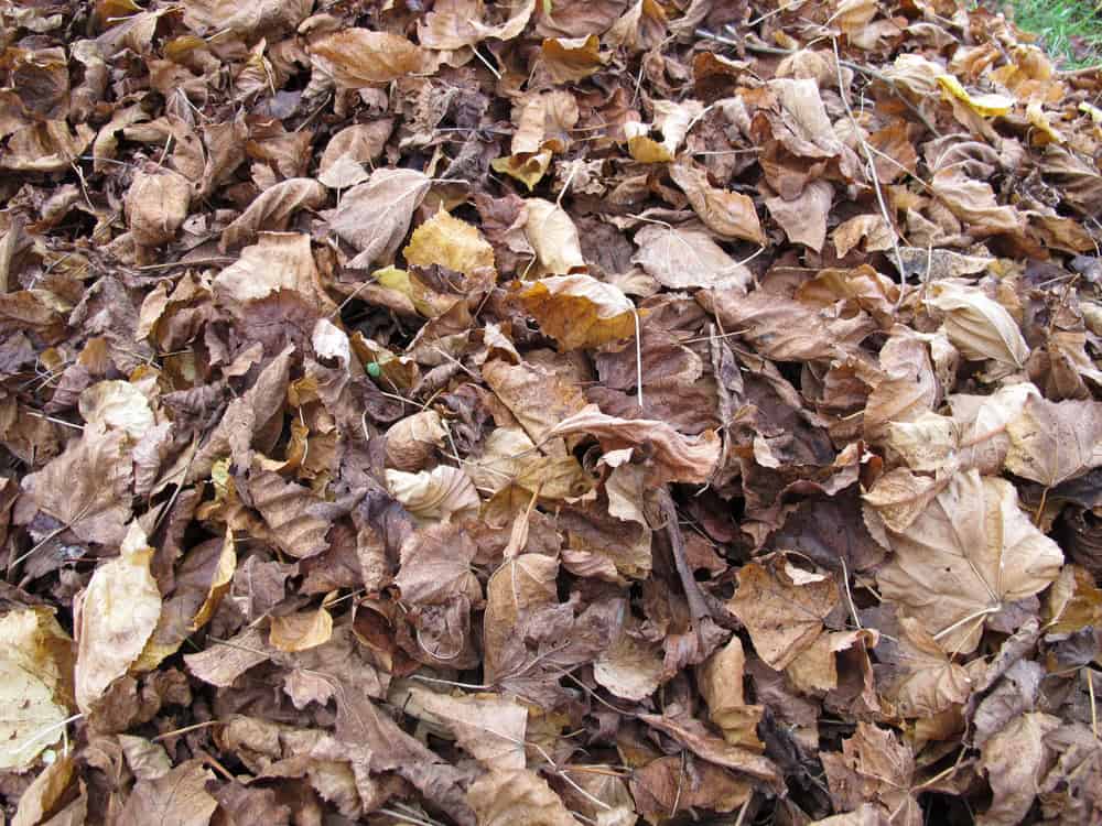 A garden with leaf litter and uncut perennial stems left in place to provide overwintering habitat for native wild bees