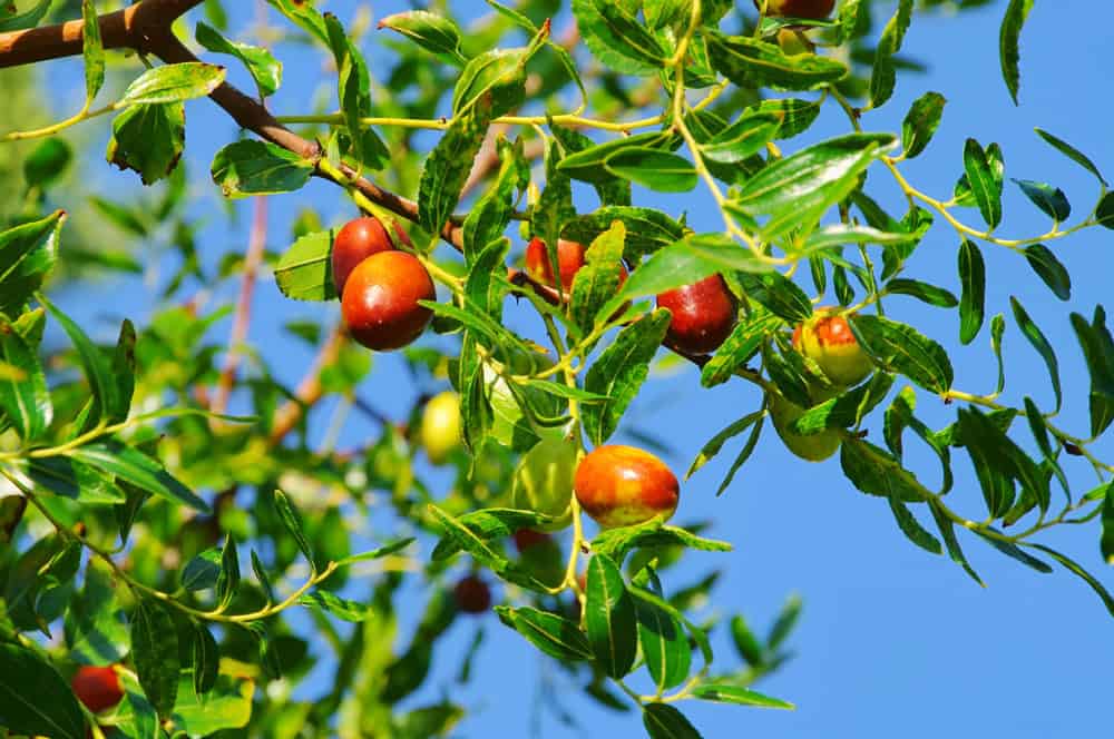Branch with green leaves and ripening red-orange jujube fruits against a bright blue sky.