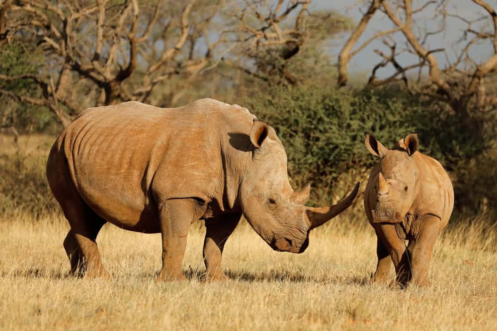 Conservation success: 2,000 ca
