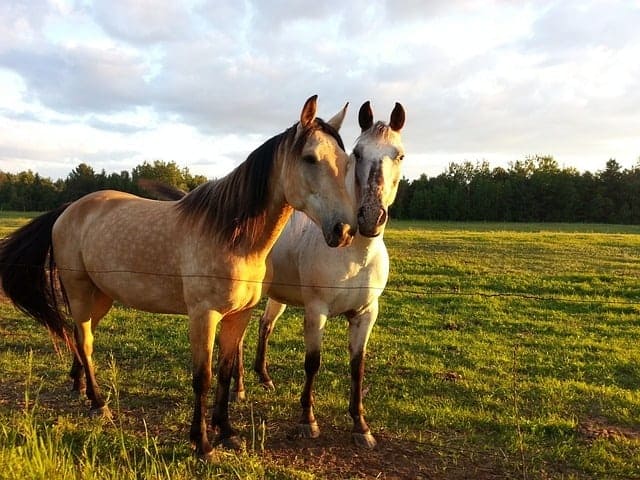 Unique Date Ideas - Horseriding Date