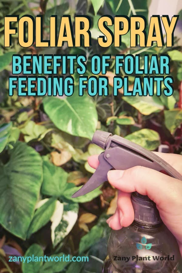Foliar Spray Benefits Of Foliar Feeding For Plants