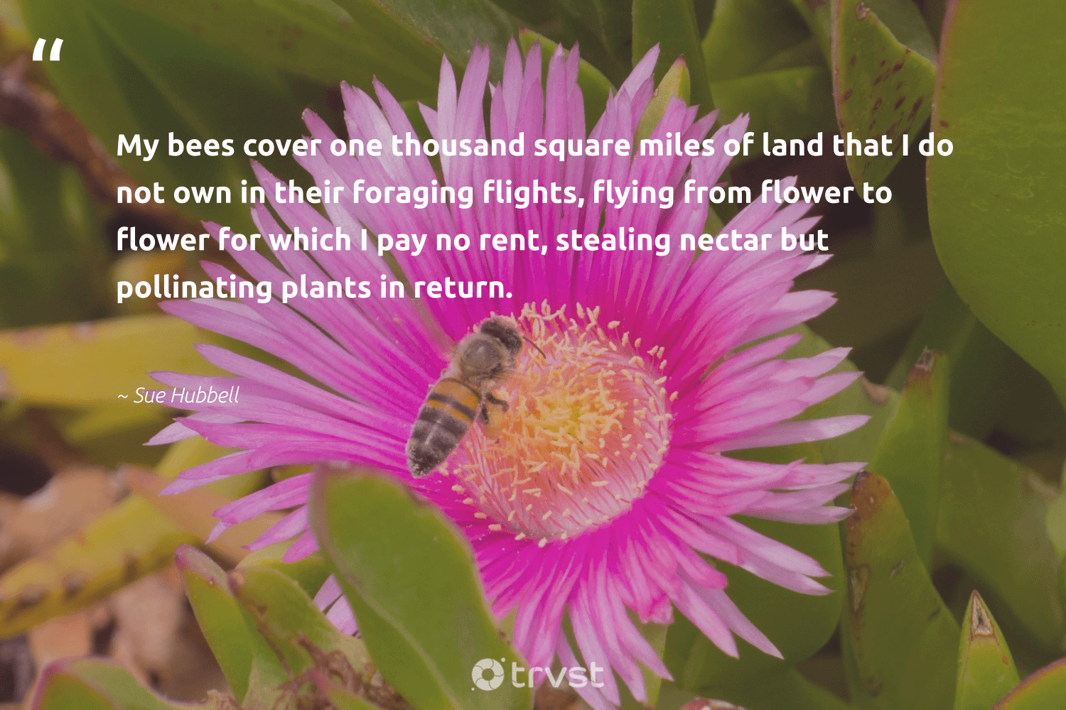 76 Bee Quotes And Famous Inspirational Bee Sayings