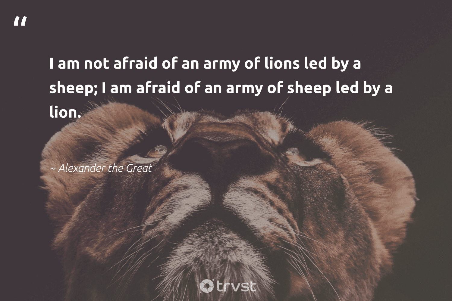 Lion Quotes 42 Inspirational Lion Sayings Famous Quotes
