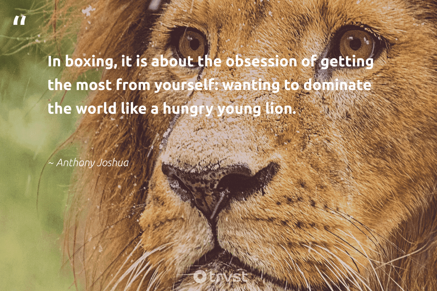 Lion Quotes 42 Inspirational Lion Sayings Famous Quotes Lion Quotes 42 Inspirational Lion Sayings Famous Quotes