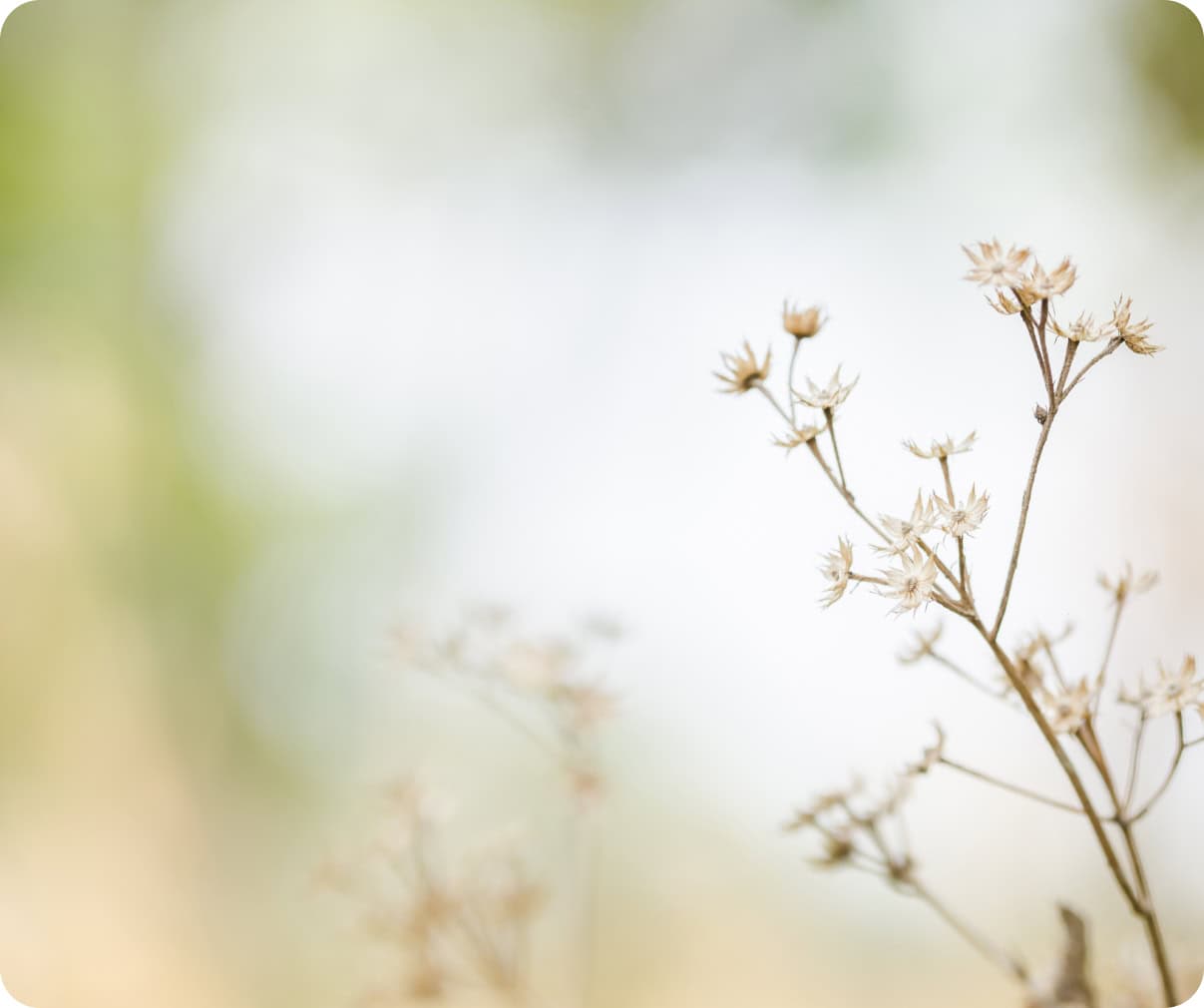 Petites fleurs