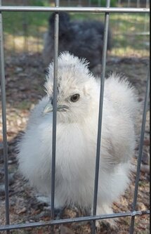usa silkies uk