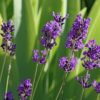Lavender Lavandula angustifolia น้ำมันหอมระเหยลาเวนเดอร์