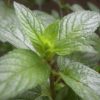 Mentha piperita - Peppermint น้ำมันหอมระเหยเปปเปอร์มินต์
