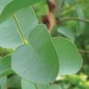 น้ำมันหอมระเหยยูคาลิปตัส โกลบูลัส Eucalyptus_globulus_leaves