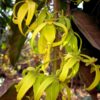 น้ำมันหอมระเหยกระดังงา ylang ylang Cananga odorata flower