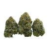Comatose OG AAAA dense indica cannabis flower buds