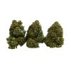 Do-si-dos cannabis flower with dense buds, orange pistils, and heavy trichome coverage