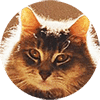 Lemmy - Hugs and Kitties Pet Sitting Service in Beckenham