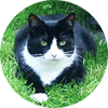 scout the cat - Hugs and Kitties Pet Sitting Service in Beckenham