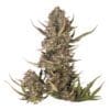 Pink Lemonade Auto seeds