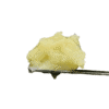 1 gram jar of Grape Gas Live Rosin by Unlicensed Producer showing a wet, terpene-rich badder texture.
