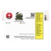 Mixed Salad Variety Pack Pre-Rolls 4 Pack curated terpene-blended hybrid joints by Saladz, available for local delivery from Montrose Cannabis.
