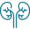 icons8 kidneys 100 2