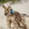 GPS tracker för hund och katt Sumi Tracker, beställ online från svenskt lager
