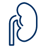 icons8 kidney 100