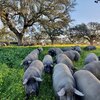Porc ibérique noir nourri au gland dans son habitat