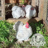 6x Lavender Bantam Hatching Eggs | 98% Fertility | UK Fast Ship - Image 2