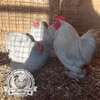 Lavender Pekin Bantams Hatching Eggs for sale in lincolnshire