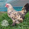 Lemon Millefleur Sablepoot hatching eggs from UK breeders, show quality, rare fluffy chickens