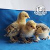 Hatching Eggs UK from Beech Tree Poultry