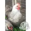 Partridge Pekin Hatching Eggs Available Now UK