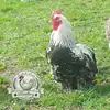 Partridge Pekin Hatching Eggs Available Now UK