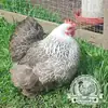Pekin Bantam fertile eggs Uk