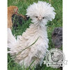 white frizzle poland hatching eggs