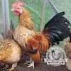 Serama hatching eggs with a broody hen