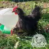 Serama hatching eggs with a broody hen