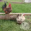 Serama hatching eggs with a broody hen