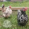 Serama hatching eggs with a broody hen