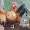 Serama hatching eggs with a broody hen