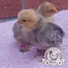 Lemon Millefleur Sablepoot hatching eggs from UK breeders, show quality, rare fluffy chickens