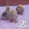 Lemon Millefleur Sablepoot hatching eggs from UK breeders, show quality, rare fluffy chickens